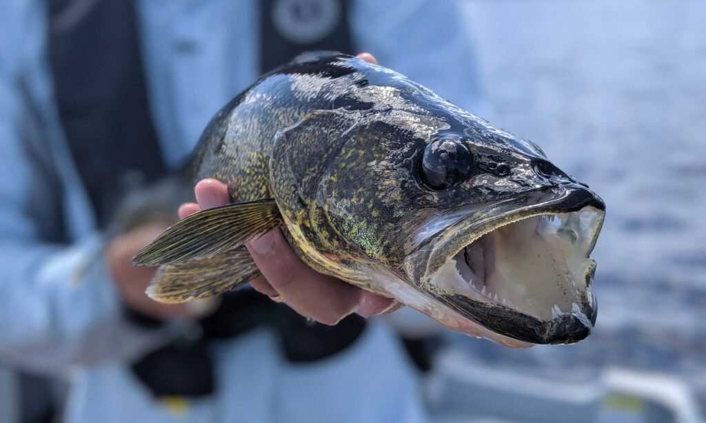 walleye-closeup-tnff