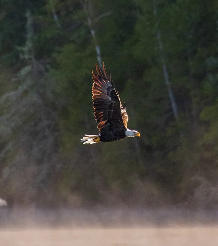 bird-watching-feature