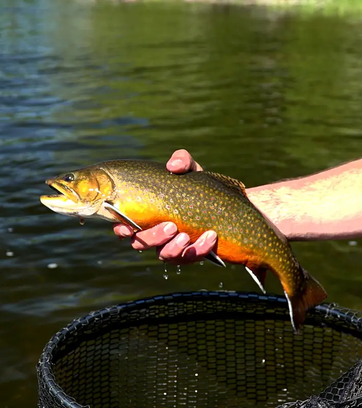 fish-species-feature