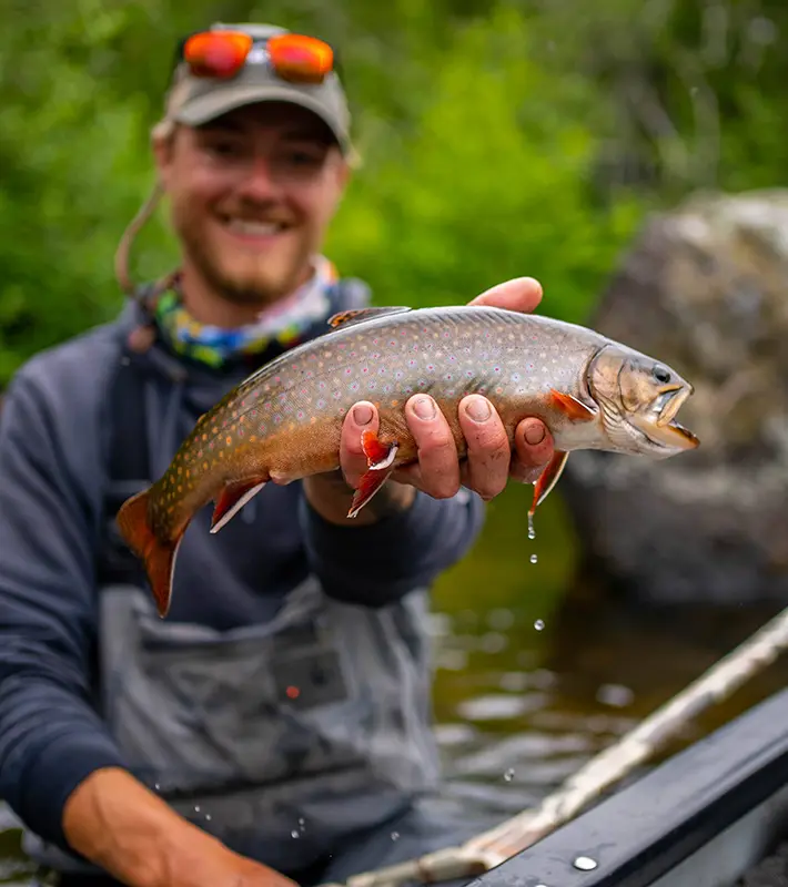 fish-species-brook-trout-img