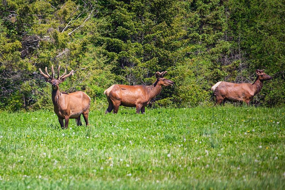 elk