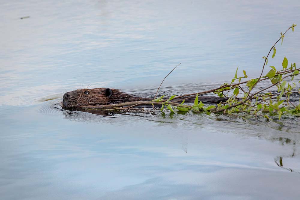 beaver