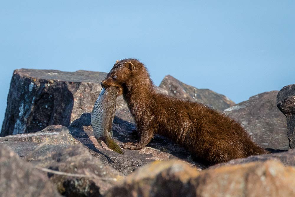 mink with a fish