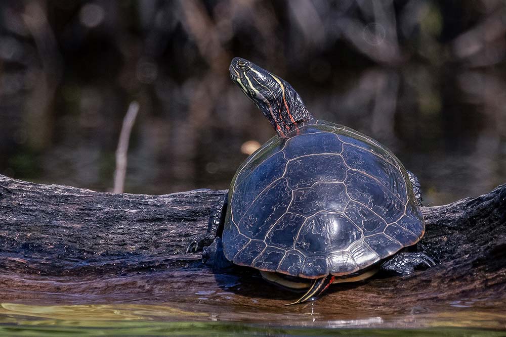 painted turtle