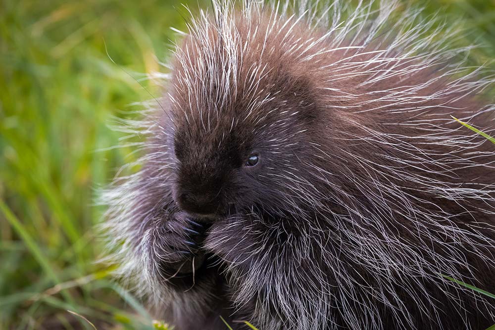 porcupine