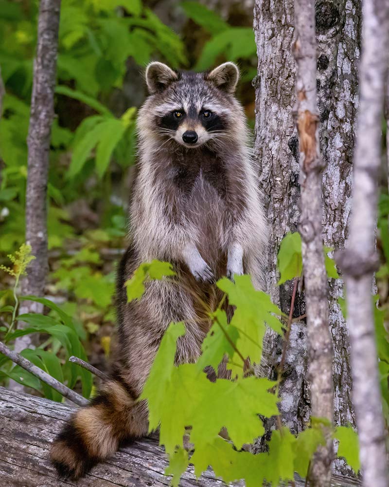 raccoon