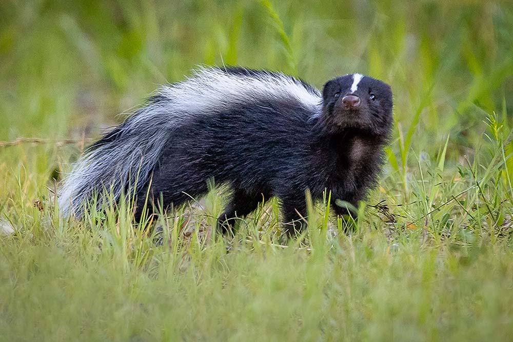 skunk
