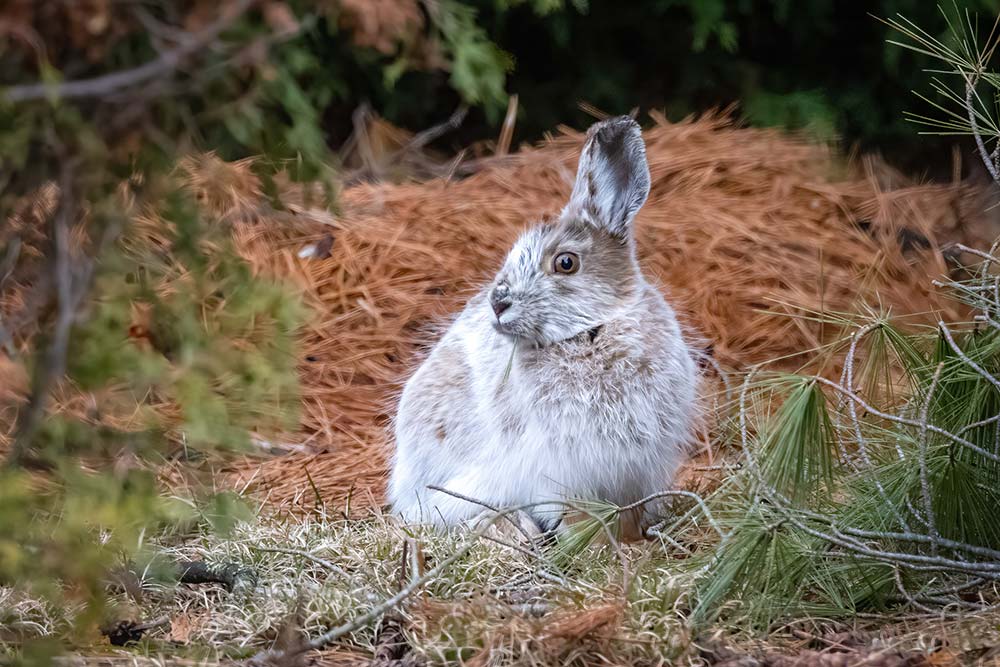 snowshoe hare