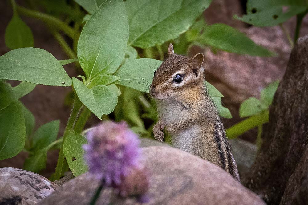 chipmunk
