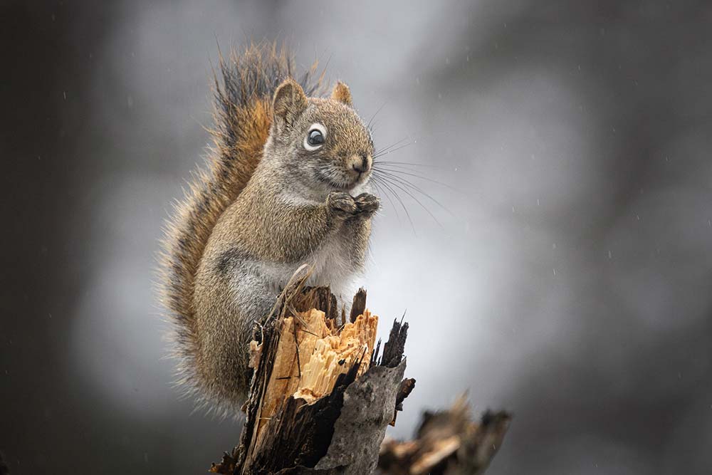 red squirrel