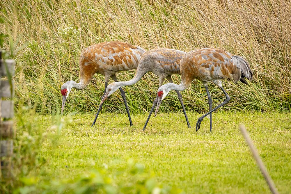 sandhill cranes