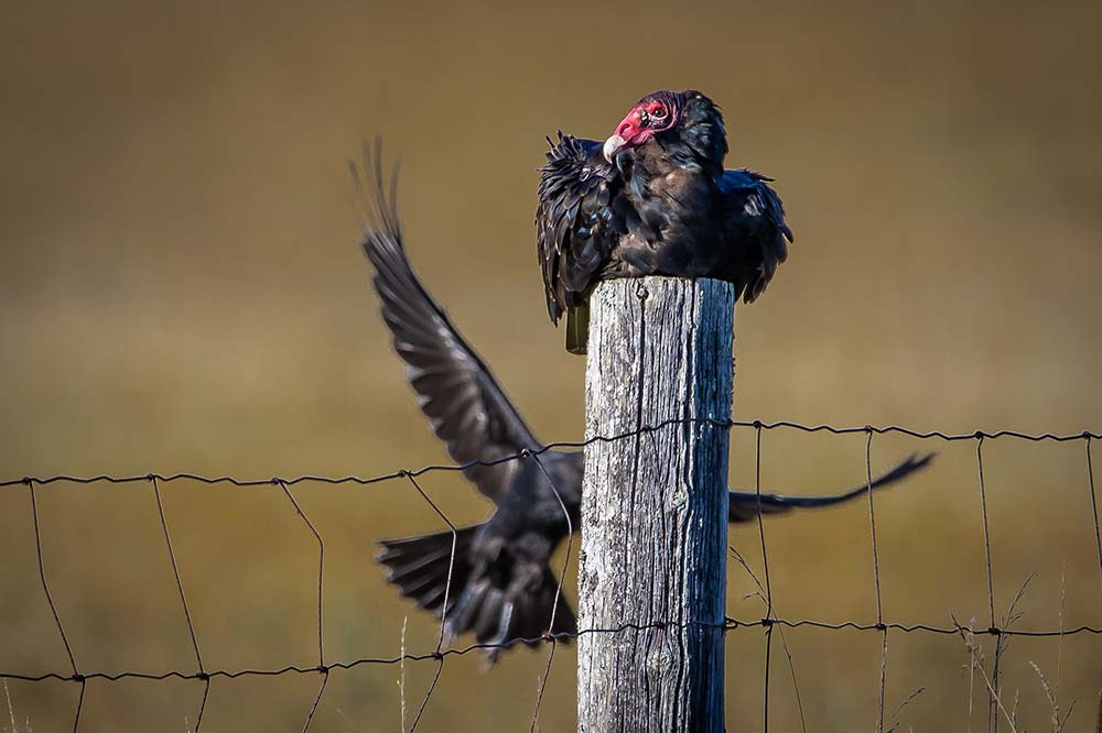 turky vulture and a crow