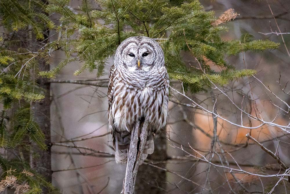 barred owl