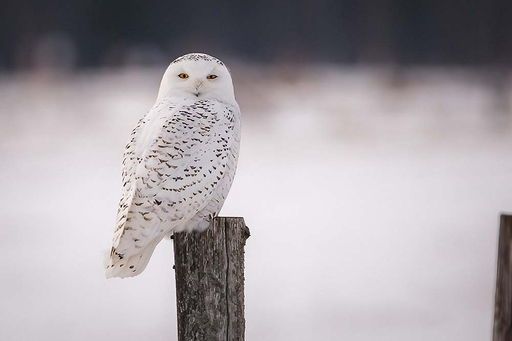 snowy owl