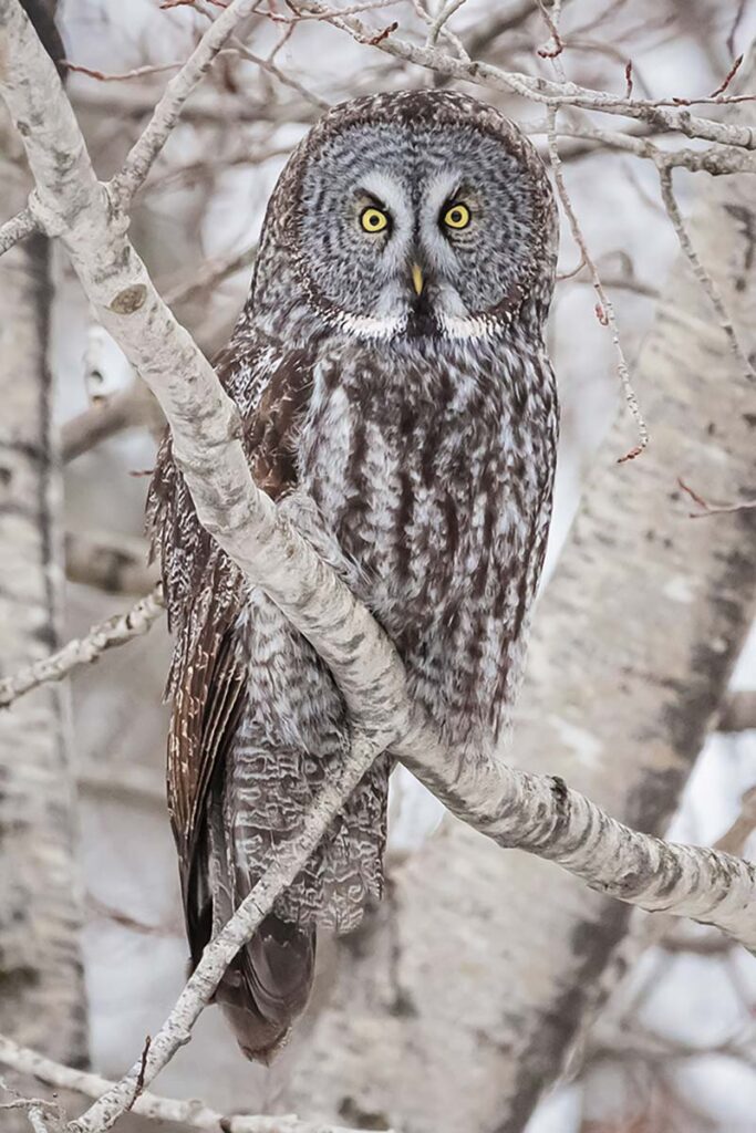 great grey owl