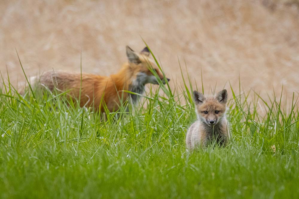 red fox and cub
