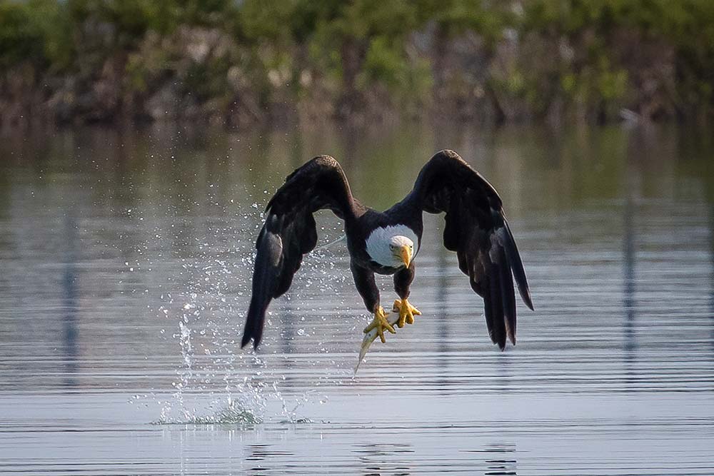 bald eagle catching a fish