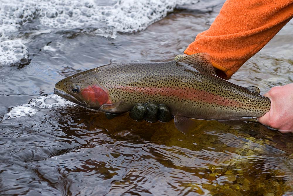 salmon fishing chippewa river