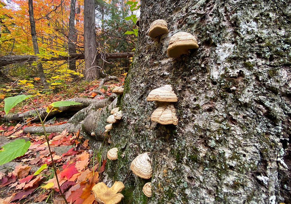 tree mushrooms