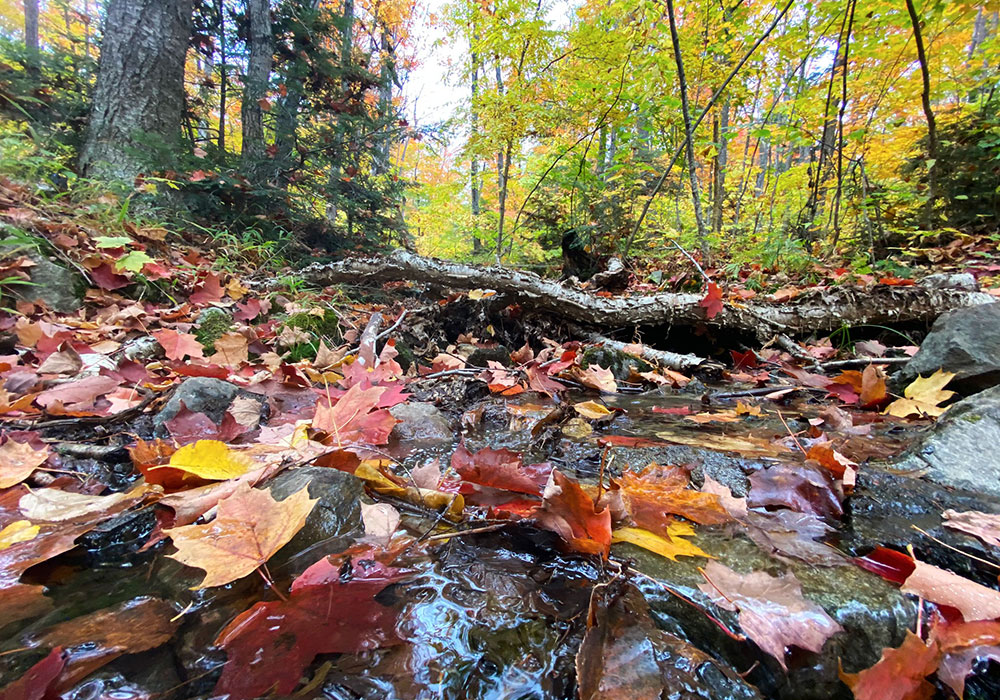 fall leaves in a stream