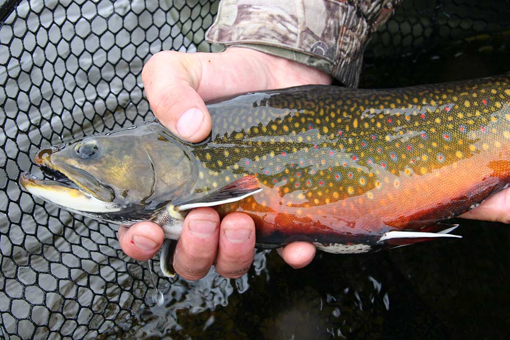 netted brook trout