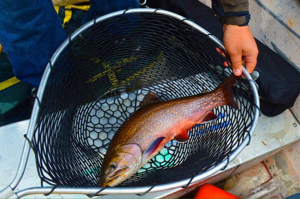 netted brook trout