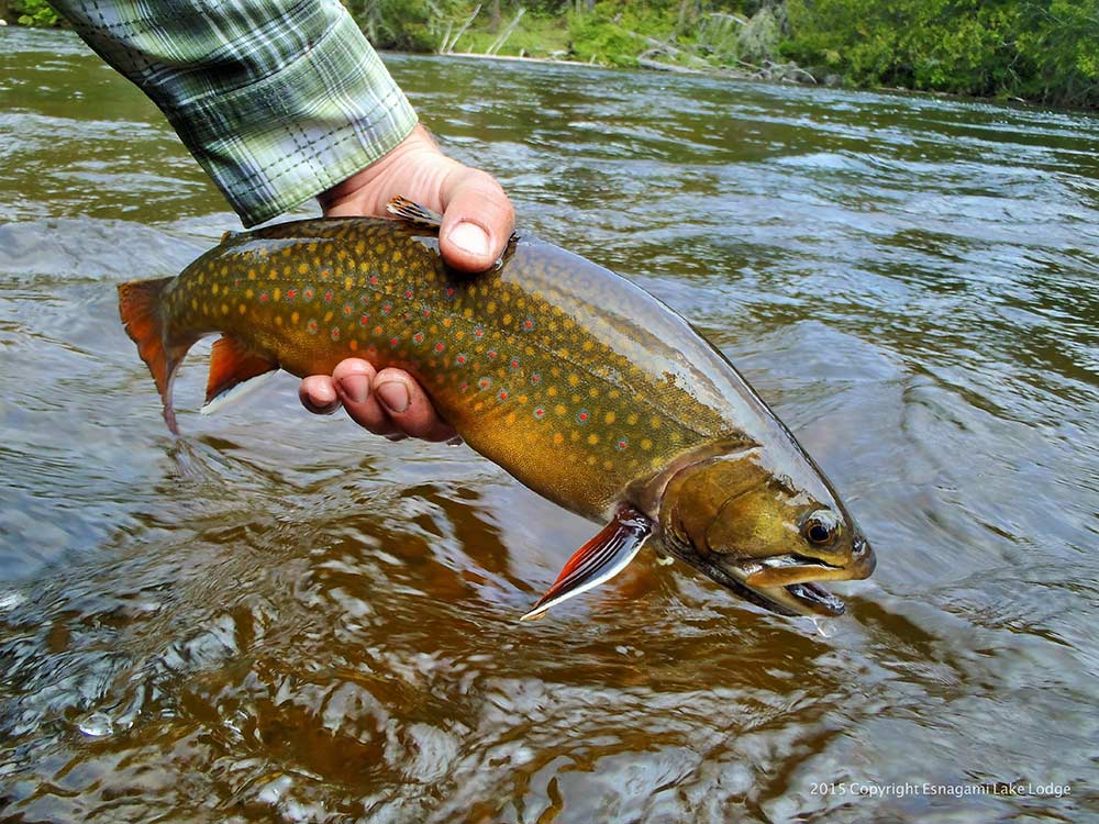 releasing ontario brook trout