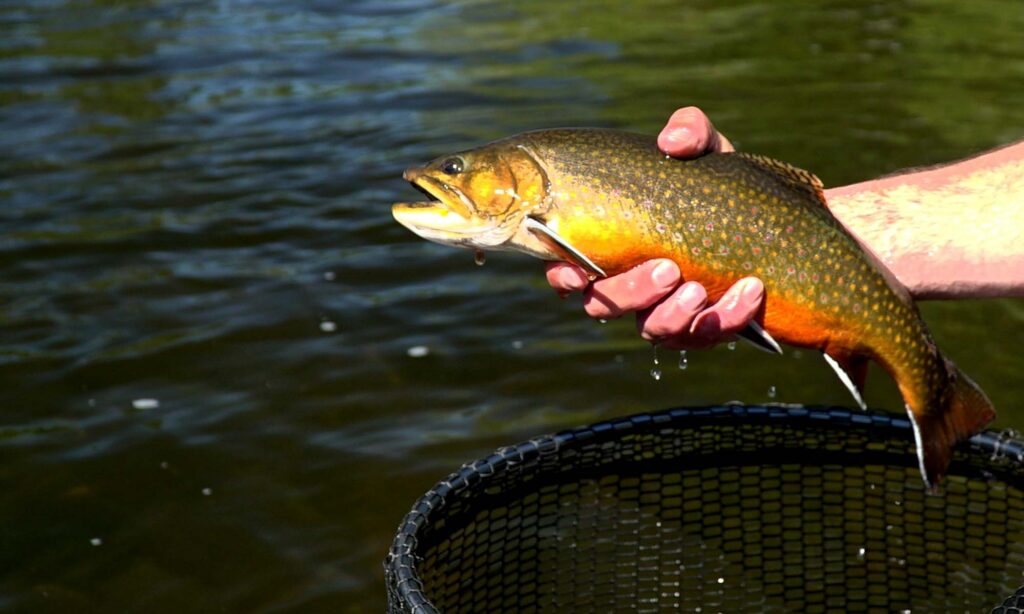 brook-trout-main
