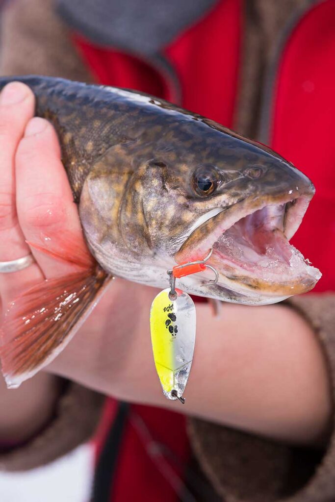 splake caught with mepps little wolf spoons