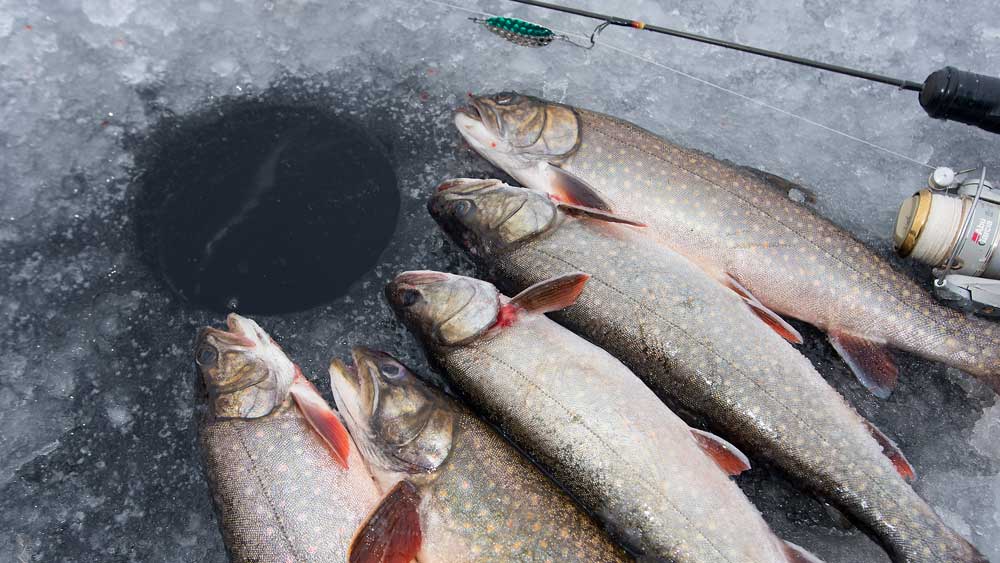 ice fishing splake algoma