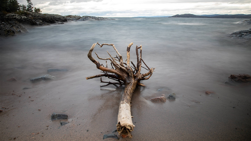 drift wood Lake Superior