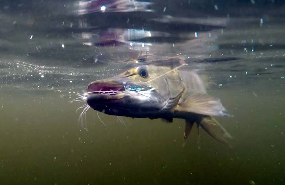 northern pike on the fly