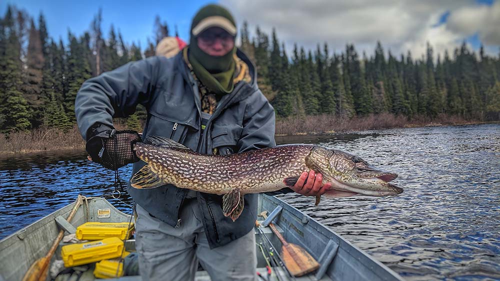 fly fishing fall northern pike