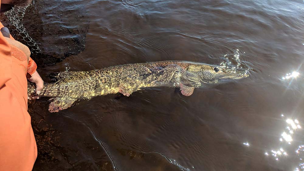 northern pike fishing