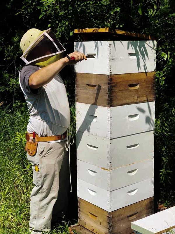 beekeeping