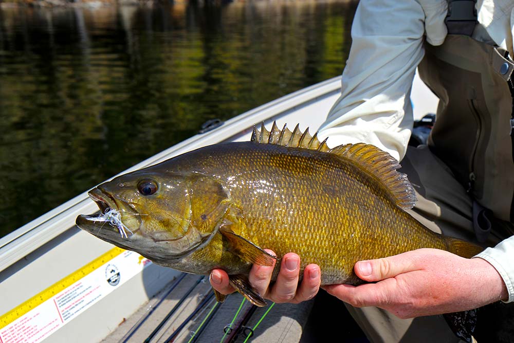 ontario smallmouth bass