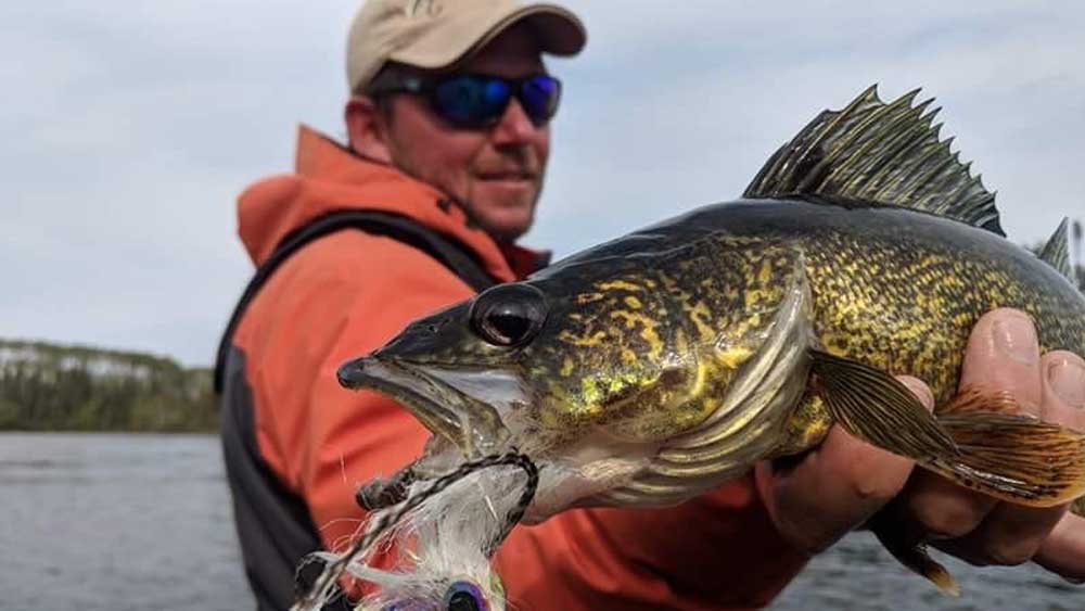 walleye on the fly