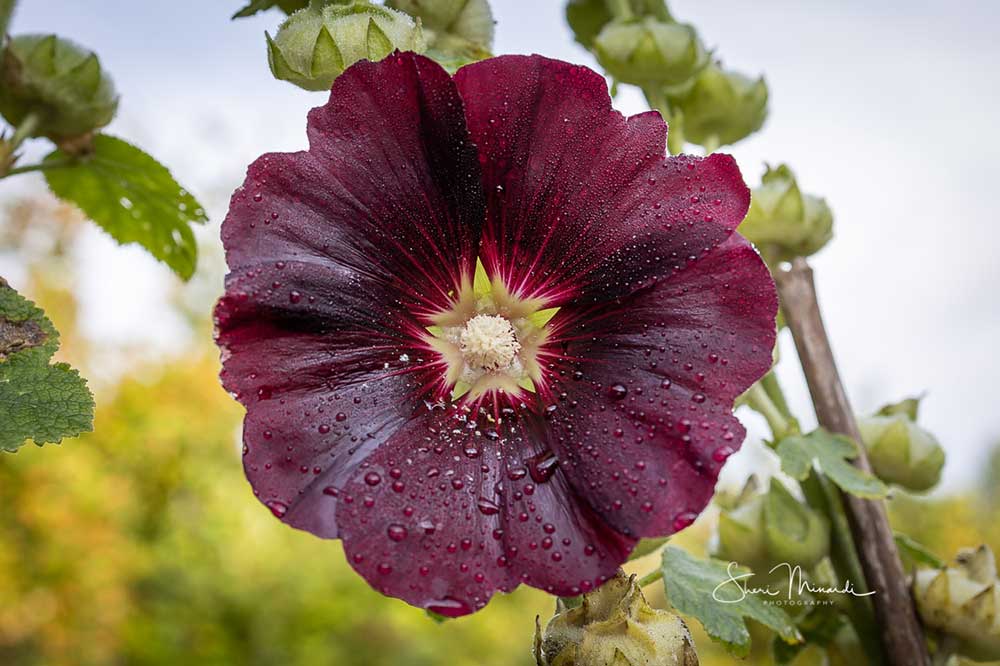 hollyhock