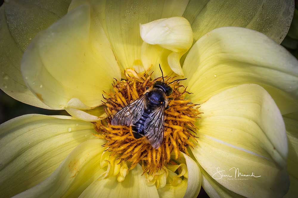 bee on a dahlia
