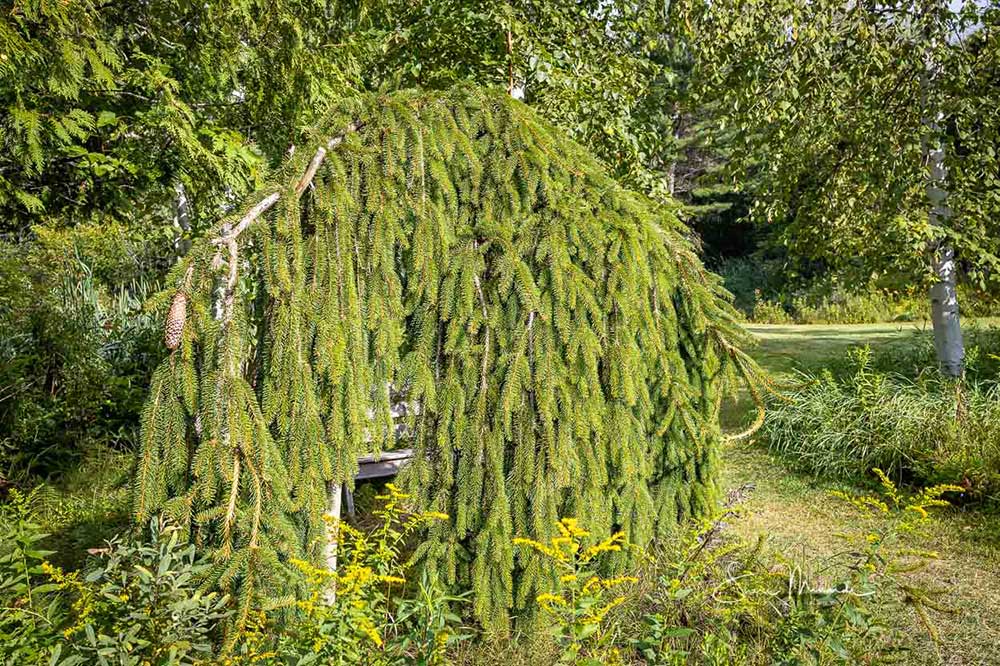 weeping norway spruce