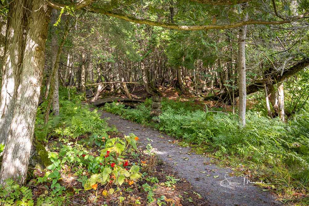 trail and wooden bridge