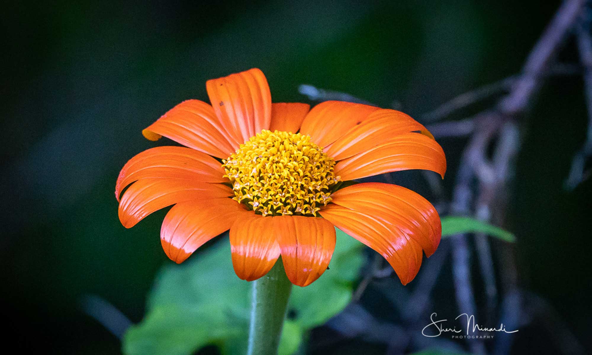 Adcock's-Woodland-Gardens-2