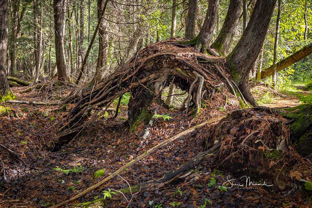 tree roots