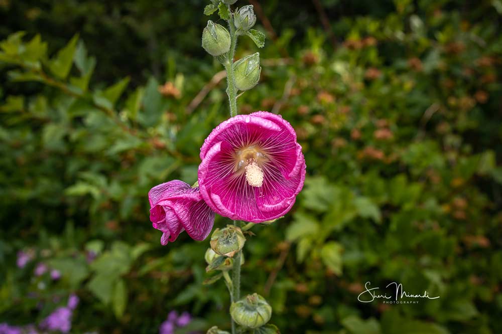 hollyhock