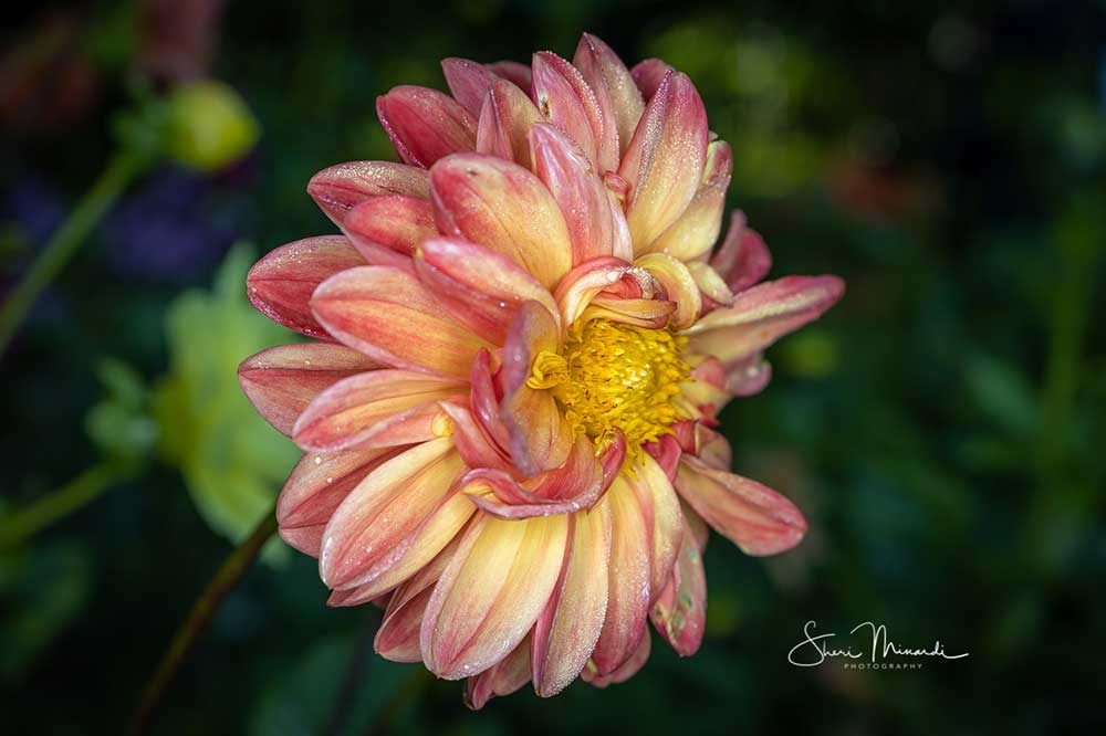 dahlia