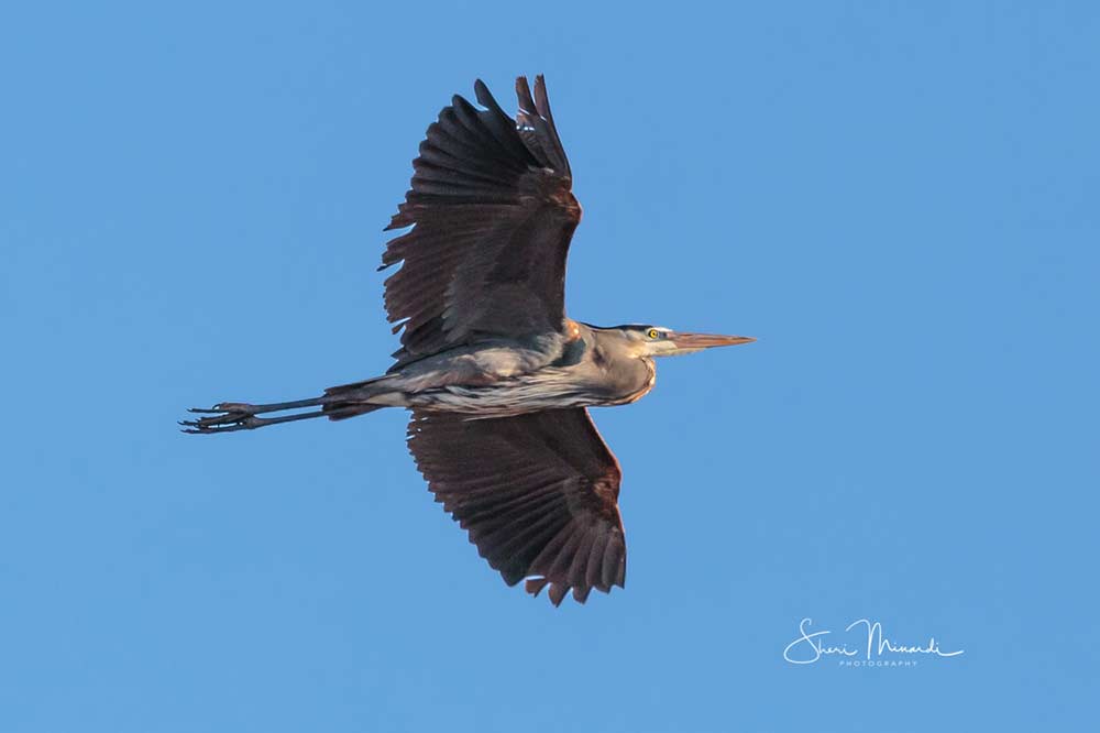 great blue heron