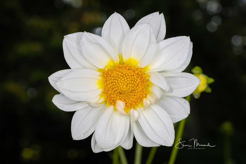white dahlia