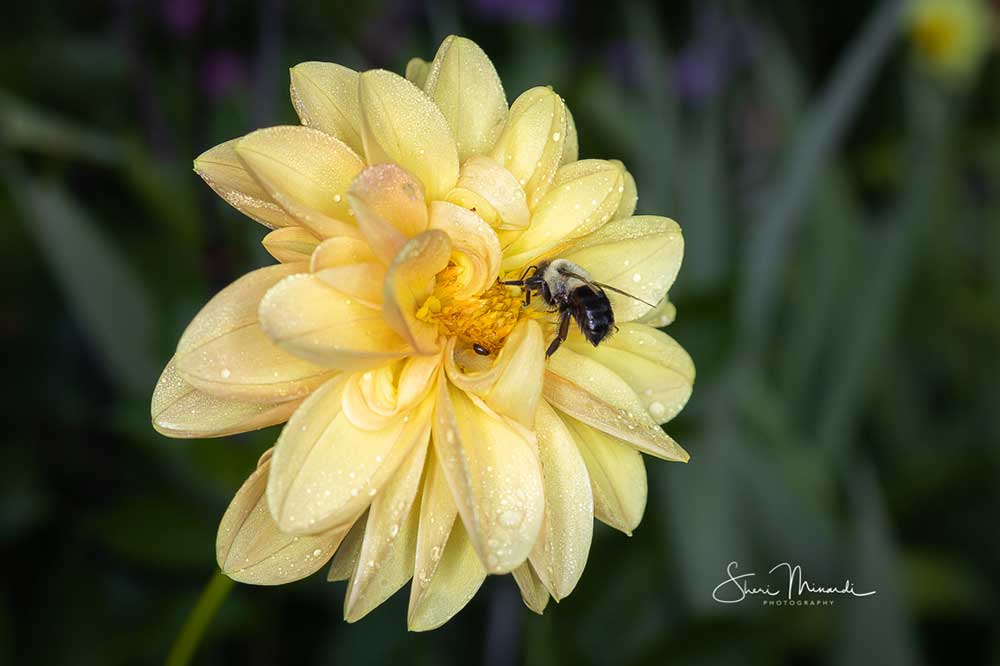 bee on a yellow dahlia