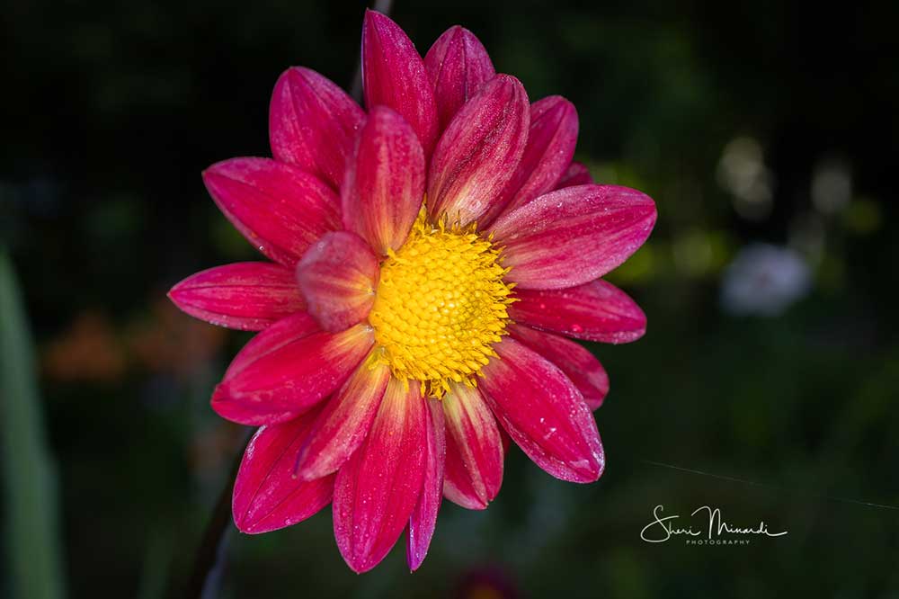 red dahlia