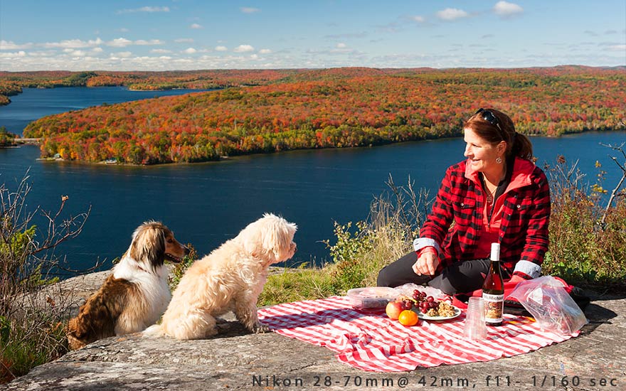 dog picnic lookout